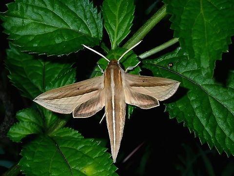 Brown-Banded Hunter HawkMoth - Theretra silhetensis  Brown-Banded Hunter HawkMoth,Fiji,Hawk Moth,Moth,Theretra silhetensis