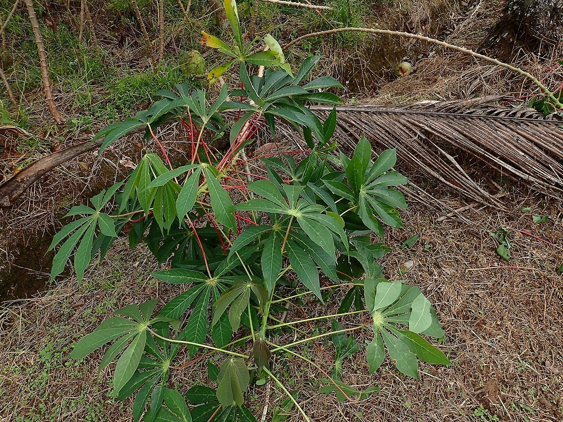 Cassava - Manihot esculenta Cassava - Manihot esculenta is an introduced  root plant to Fiji but now widely cultivated for its root, which is now a common staple among the natives. Cassava,Fiji,Manihot esculenta,Plant,Root
