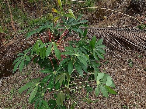 Cassava - Manihot esculenta Cassava - Manihot esculenta is an introduced  root plant to Fiji but now widely cultivated for its root, which is now a common staple among the natives. Cassava,Fiji,Manihot esculenta,Plant,Root