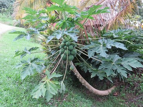 Papaya A popular tropical fruit originating from tropical Americas, it is now widely cultivated in other tropical countries. Carica papaya,Fiji,Fruit,Papaya,Plant