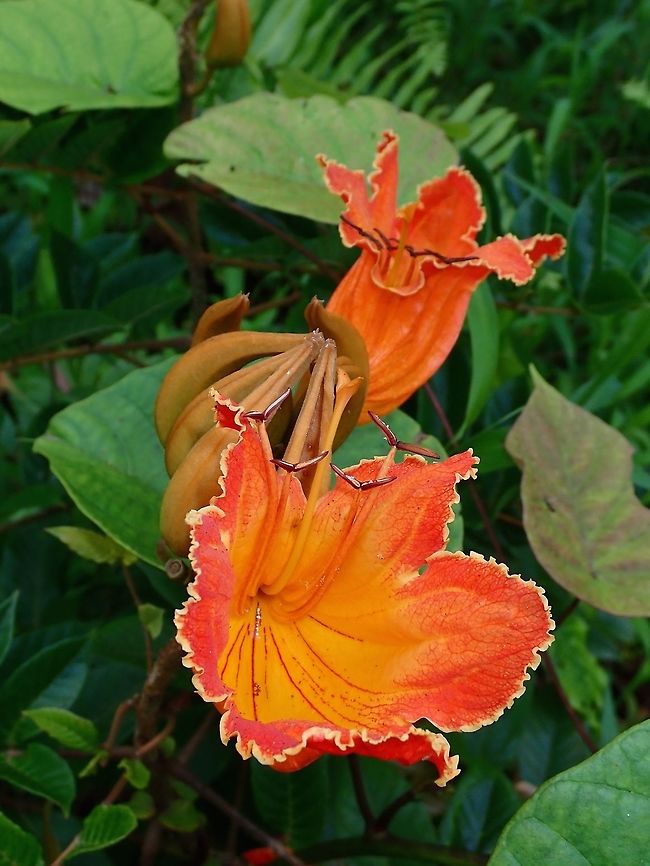 African Tulip Tree - Spathodea campanulata As the name applies, this African Tulip Tree - Spathodea campanulata originates from Africa, it is introduced in Fiji and can be seen all over in Fiji. African Tulip Tree,Fiji,Flower,Plant,Spathodea,Spathodea campanulata