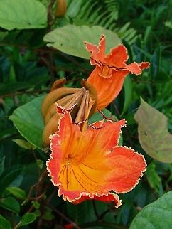 African Tulip Tree - Spathodea campanulata As the name applies, this African Tulip Tree - Spathodea campanulata originates from Africa, it is introduced in Fiji and can be seen all over in Fiji. African Tulip Tree,Fiji,Flower,Plant,Spathodea,Spathodea campanulata