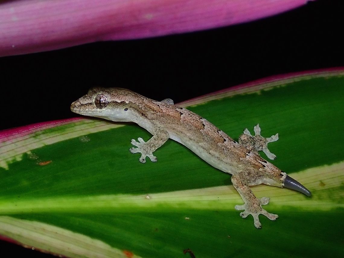Black Tail This Common House Gecko - Hemidactylus frenatus can be found in most houses and also in the wild.<br />
Took pic of this one as I find the newly growing tail a bit interesting :D Common House Gecko,Fiji,Gecko,Hemidactylus frenatus,House Gecko