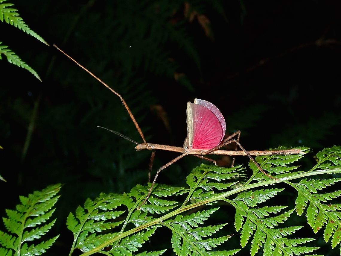 I have pink wings This Coconut Stick Insect - Graeffea crouanii is the most common stick insect in Fiji and they are considered a pest, feeding on Coconut leafs and Palm leafs. Coconut Stick Insect,Fiji,Graeffea crouanii,Phasmatodea,Phasmid,Stick Insect