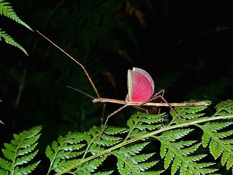 I have pink wings This Coconut Stick Insect - Graeffea crouanii is the most common stick insect in Fiji and they are considered a pest, feeding on Coconut leafs and Palm leafs. Coconut Stick Insect,Fiji,Graeffea crouanii,Phasmatodea,Phasmid,Stick Insect