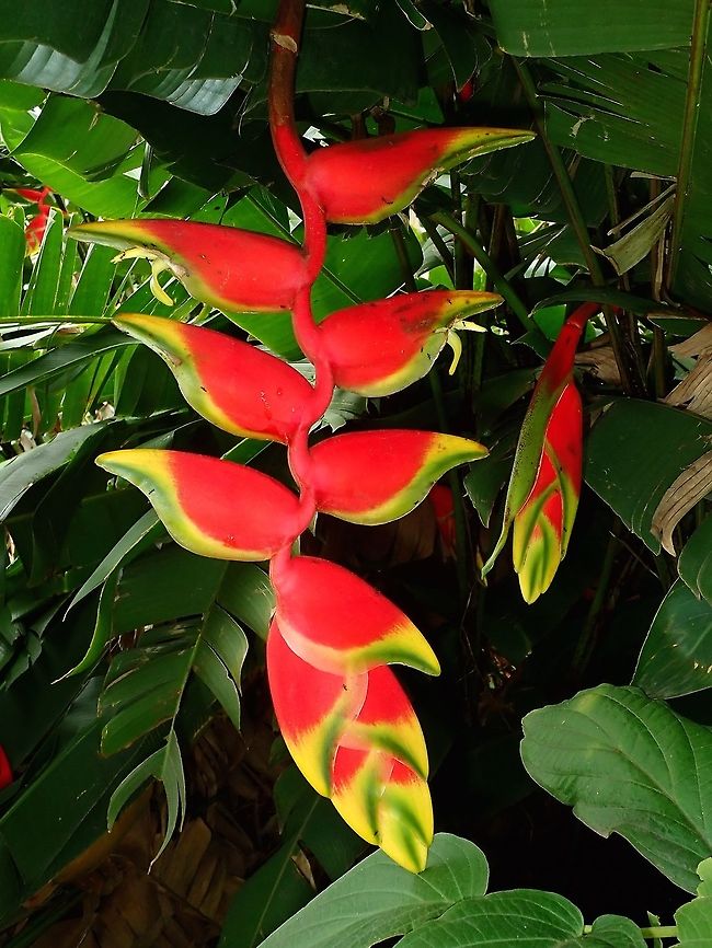 Hanging Lobster Claws - Heliconia rostrata This Heliconia flowers originates from South America and is widely introduced all over the world. Fiji,Flower,Ginger,Heliconia rostrata,Lobster Claw,Plant