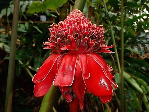 Ginger Flower - Etlingera elatior  Etlingera elatior,Fiji,Flower,Ginger,Ginger Flower,Plant