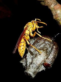 Yellow Oriental Paper Wasp - Polistes olivaceus This Yellow Oriental Paper Wasp - Polistes olivaceus was seen at its nest. Fiji,Paper Wasp,Polistes olivaceus,Wasp,Yellow Oriental Paper Wasp