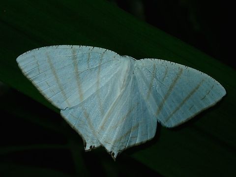 Upside Down Moth - Urapteroides astheniata  Fiji,Moth,Upside Down Moth,Uraniid Moth,Urapteroides astheniata