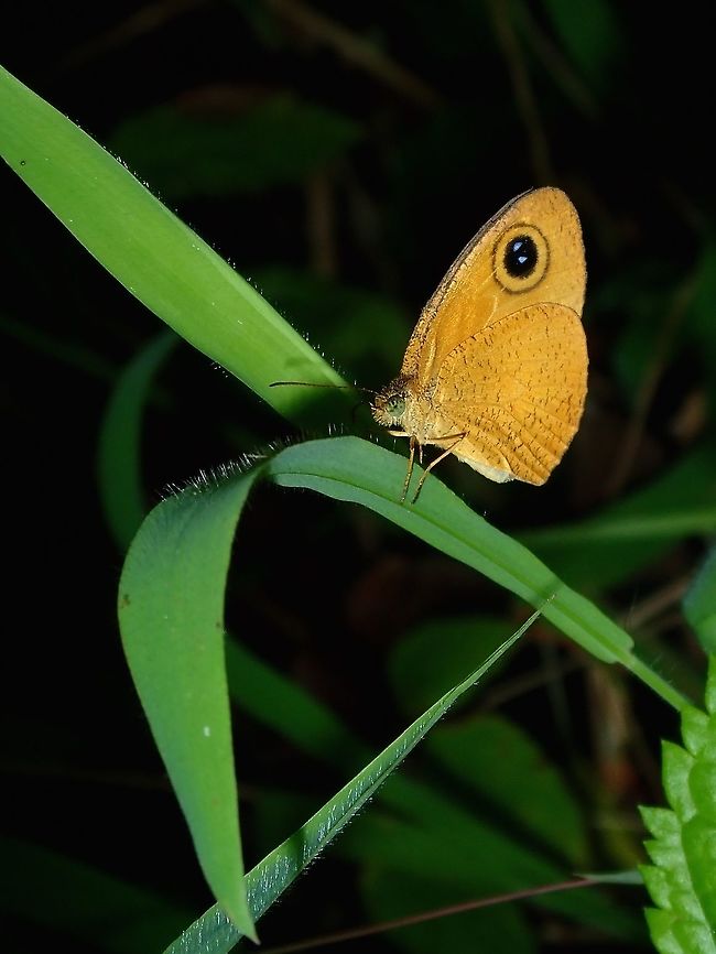 Common Fijian Ringlet - Ypthima sesara A fairly common Butterfly around gardens, hence its name, Common Fijian Ringlet.<br />
Quite striking brown to orange in colour with a prominent ring/eye on the forewings. Butterfly,Common Fijian Ringlet,Fiji,Ypthima sesara