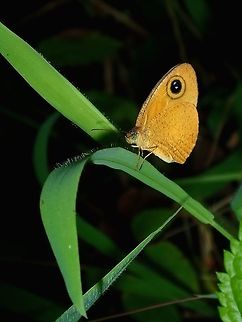 Common Fijian Ringlet - Ypthima sesara A fairly common Butterfly around gardens, hence its name, Common Fijian Ringlet.
Quite striking brown to orange in colour with a prominent ring/eye on the forewings. Butterfly,Common Fijian Ringlet,Fiji,Ypthima sesara