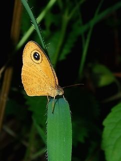 Common Fijian Ringlet - Ypthima sesara  Butterfly,Common Fijian Ringlet,Fiji,Ringlet,Ypthima sesara