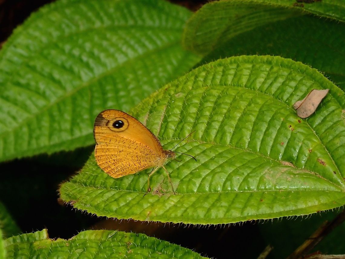 Common Fijian Ringlet - Ypthima sesara  Butterfly,Common Fijian Ringlet,Fiji,Ringlet,Ypthima sesara