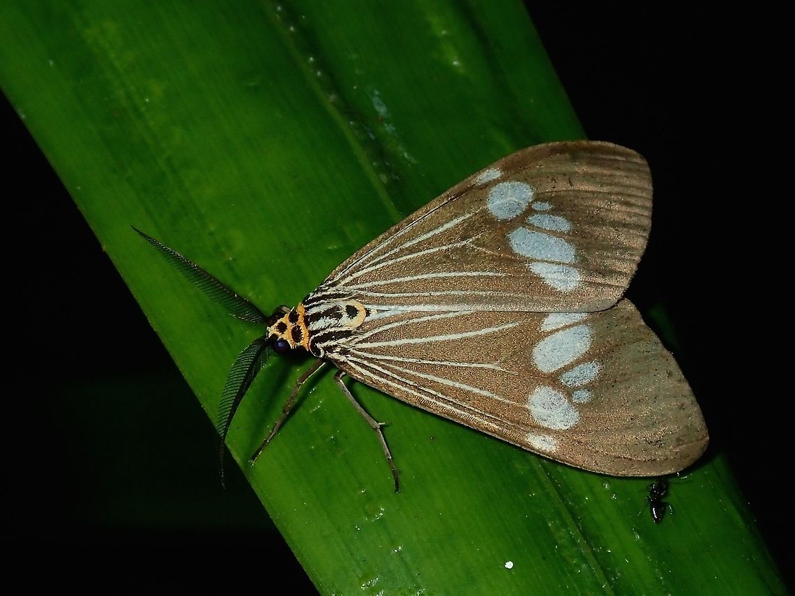 Asian Magpie Moth - Nyctemera baulus  Asian Magpie Moth,Fiji,Moth,Nyctemera baulus