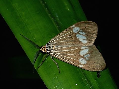 Nyctemera baulus
