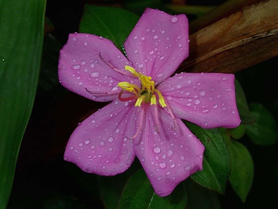 Morning Dew on Melastoma  Fiji,Flower,Malabar melastome,Melastoma,Melastoma malabathricum