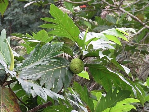 Breadfruit - Artocarpus altilis                                 Artocarpus altilis,Breadfruit,Fiji,Fruit,Plant