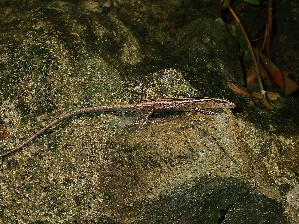 Copper-Tailed Skink - Emoia cyanura A fairly common Copper-Tailed Skink - Emoia cyanura often times in garden and semi-forested area. Copper-Tailed Skink,Emoia cyanura,Fiji,Lizard,Reptile,Skink