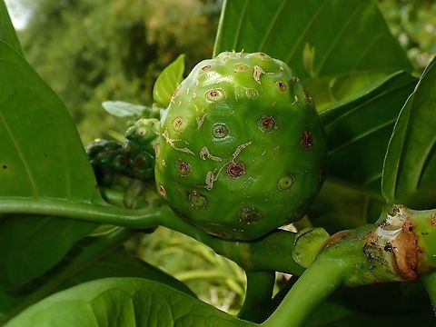 Noni I came to know of this plant/fruit from a sort 'Healthy Juice' promoted through Multi-Level-Marketing.  It was at one time a rage with claims of curing cancers and many other life-threatening diseases.

Traditionally, it is use in the Polynesian islands as medicine. Fiji,Fruit,Morinda citrifolia,Noni,Plant