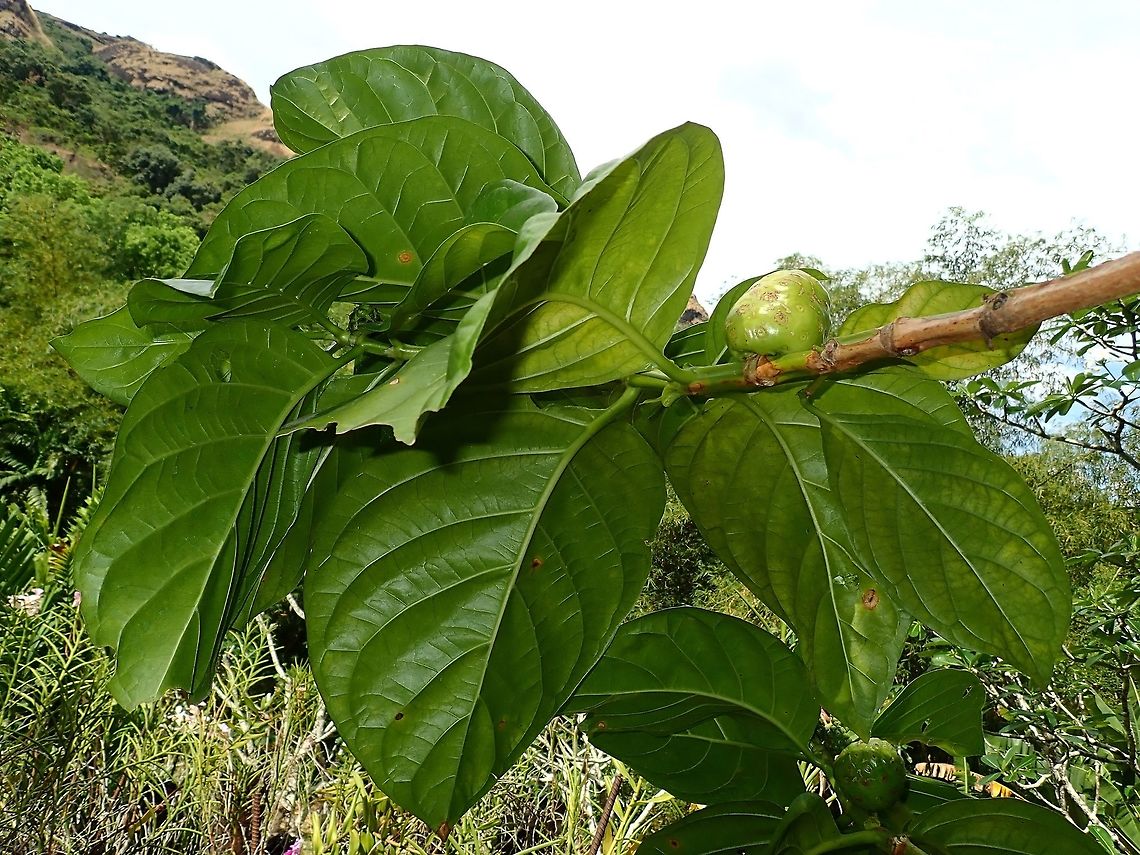 Noni - Morinda citrifolia  Fiji,Morinda citrifolia,Noni,Plant