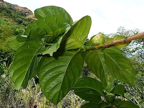 Noni - Morinda citrifolia  Fiji,Morinda citrifolia,Noni,Plant