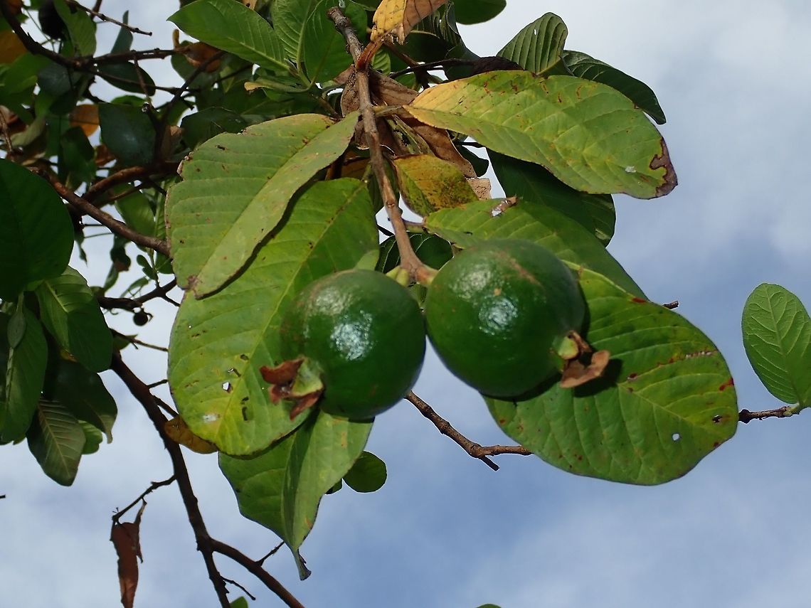 Guava Although not a local plant/fruit, this fruiting tree can often be seen in villages planted for their fruits.<br />
During a river cruise, I was surprised to see hundreds of guava trees growing along the river. Common guava,Fiji,Fruit,Guava,Plant,Psidium guajava