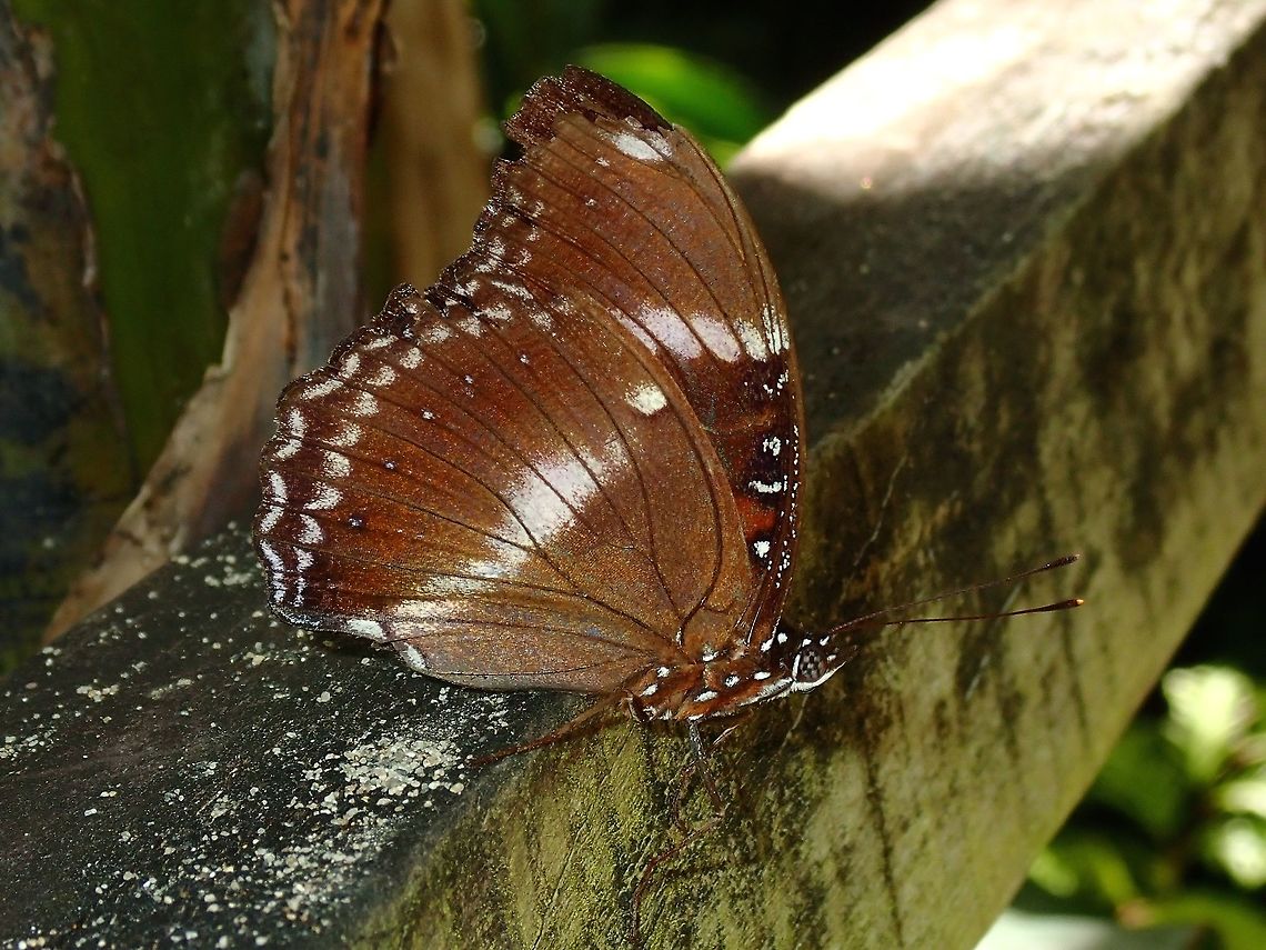 Eastern Brown Crow - Eastern Brown Crow - Euploea tulliolus forsteri  Butterfly,Eastern Brown Crow,Euploea tulliolus forsteri,Fiji