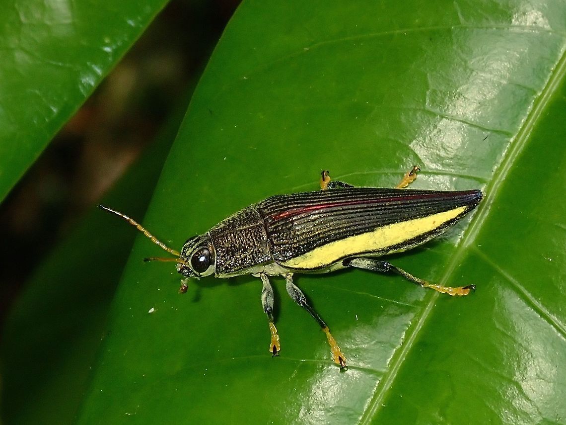 Jewel Beetle - Paracupta flaviventris This lovely Jewel Beetle - Paracupta flaviventris is small in size, around 1.5 cm. Its name, flaviventris probably refers to its yellow abdomen.<br />
<br />
It has appeared in a Stamp of Fiji :<br />
<br />
<a href="https://colnect.com/en/stamps/stamp/366487-Jewel_Beetle_Paracupta_flaviventris-Beetles-Fiji" rel="nofollow">https://colnect.com/en/stamps/stamp/366487-Jewel_Beetle_Paracupta_flaviventris-Beetles-Fiji</a> Beetle,Fiji,Jewel Beetlel,Paracupta flaviventris