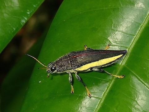 Jewel Beetle - Paracupta flaviventris This lovely Jewel Beetle - Paracupta flaviventris is small in size, around 1.5 cm. Its name, flaviventris probably refers to its yellow abdomen.

It has appeared in a Stamp of Fiji :

https://colnect.com/en/stamps/stamp/366487-Jewel_Beetle_Paracupta_flaviventris-Beetles-Fiji Beetle,Fiji,Jewel Beetlel,Paracupta flaviventris