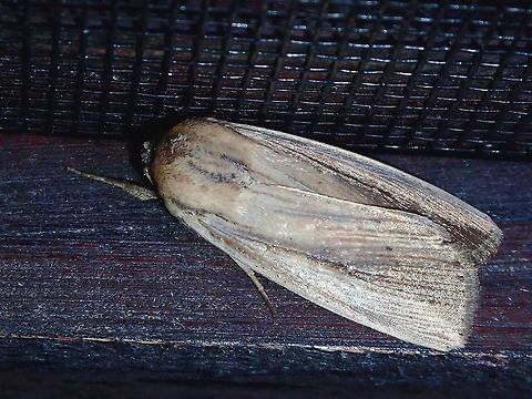Moth - Leucania sp (?) Moth attracted by light at night, seen outside my Hotel room.

Possibly Leucania sp (?) Fiji,Leucania,Leucania sp,Moth