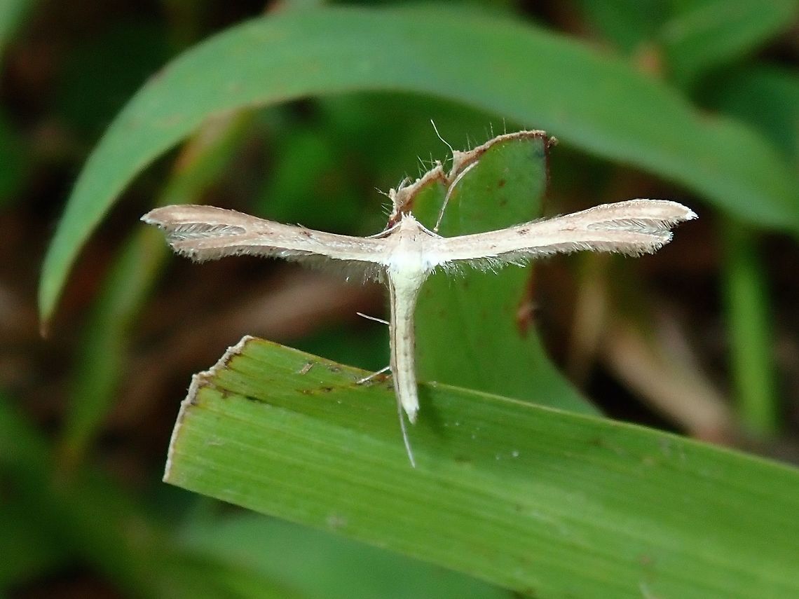 Plume Moth  Fiji,Moth,Plume Moth