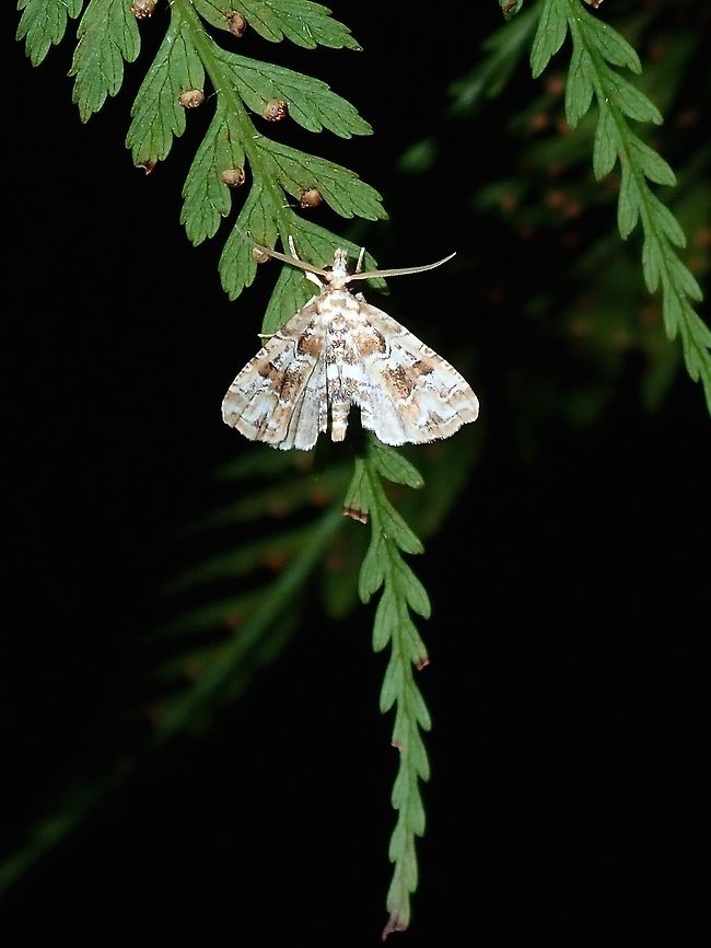 Moth  Fiji,Moth
