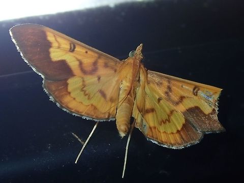 Moth - Meroctena staintonii This Moth was attracted by light at night to the Hotel I was staying at.

Update - Possibly Crambid Moth - Meroctena staintonii, ID help by Lisa Kimmerling Crambid Moth,Crambidae,Fiji,Meroctena staintonii,Moth