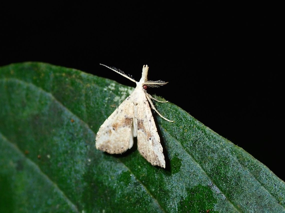 Long Snout/Nose Moth Small sized Moth, around 1 cm, with long nose/snout, hence its common name. Fiji,Long Nose Moth,Long Snout Moth,Moth,Pyralidae