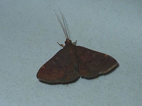 Moth Moth, attracted by light at night, seen outside my Hotel room. Fiji,Moth