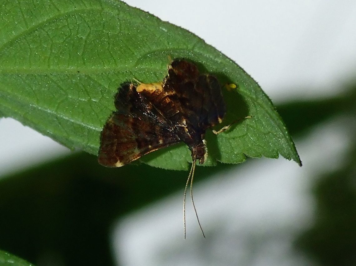 Moth This Moth usually rests under leafs, not on top. Fiji,Moth