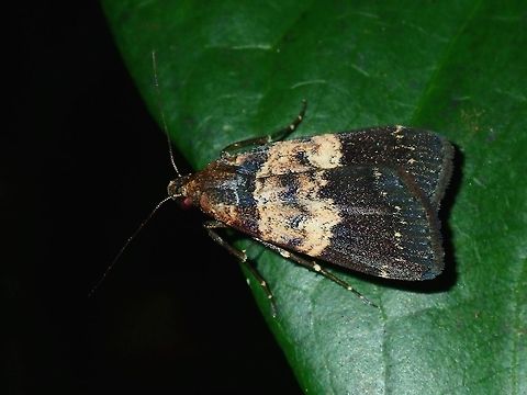 Erebid Moth - Hydrillodes surata  Erebid Moth,Fiji,Hydrillodes surata,Moth