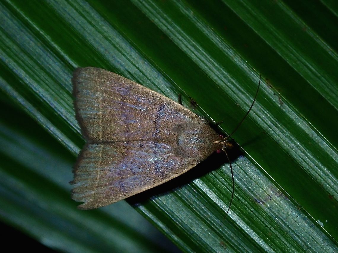 Moth  Fiji,Moth