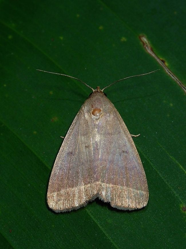 Moth  Fiji,Moth