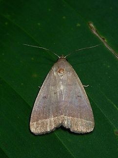 Moth  Fiji,Moth
