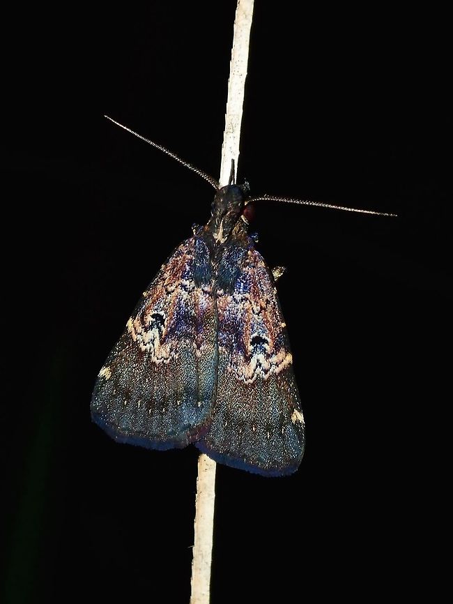 Moth - Hydrillodes surata Was initially not too impressed with this Moth as it just look dark brown to black and the markings/patterns didn't really shows.  However, in the picture with flash, was quite impressed with this one. Fiji,Hydrillodes surata,Moth