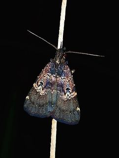 Moth - Hydrillodes surata Was initially not too impressed with this Moth as it just look dark brown to black and the markings/patterns didn't really shows.  However, in the picture with flash, was quite impressed with this one. Fiji,Hydrillodes surata,Moth