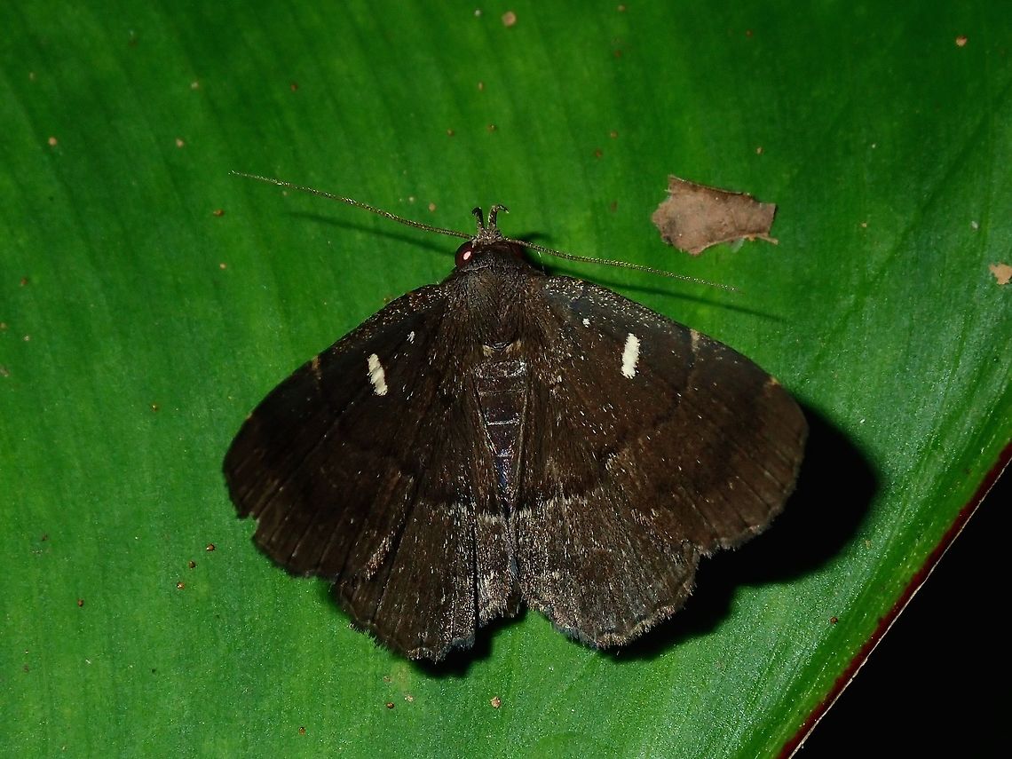 Moth This one seems to be quite a common Moth, seen quite a lot similar to this one, with the distinctive whitish spots on the wings. Fiji,Moth