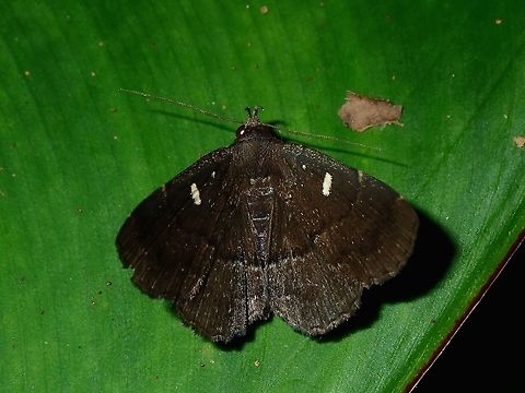 Moth This one seems to be quite a common Moth, seen quite a lot similar to this one, with the distinctive whitish spots on the wings. Fiji,Moth