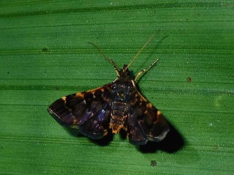 Moth Another small sized Moth, around 1.5 cm wing span, also didn't look too interesting, mostly dark brown/blackish colour but was surprised to noticed more details in the picture. Fiji,Moth,Piletocera ulophanes