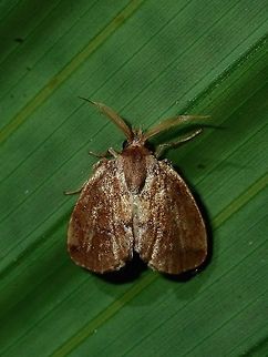 Golden Moth  Fiji,Moth