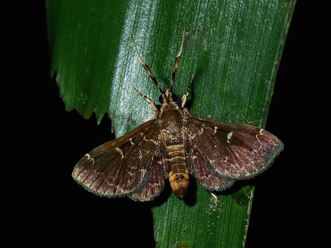 Moth  Fiji,Moth