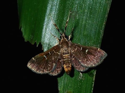 Moth  Fiji,Moth