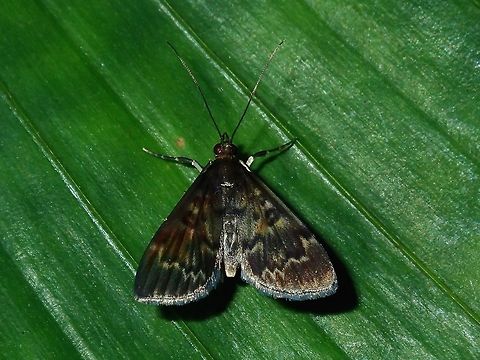 Moth  Fiji,Moth