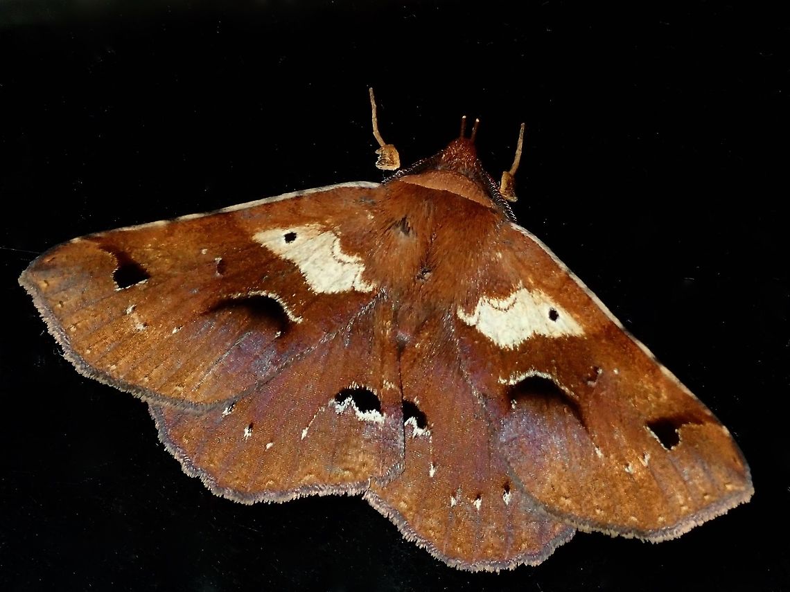 Moth This Moth was attracted at night by light to the Hotel, seen outside my room on the glass window. Fiji,Moth
